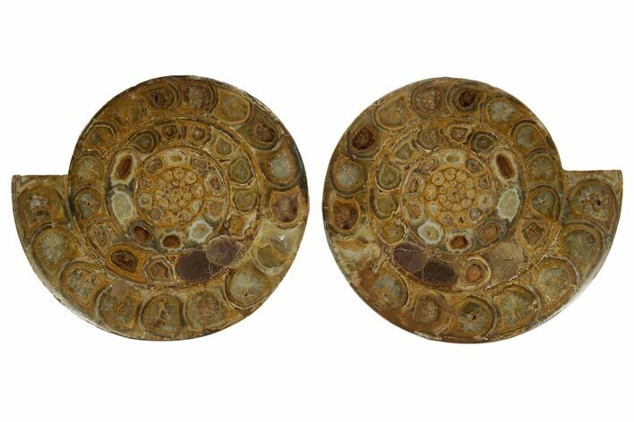 Cut & Polished Jurassic Ammonite (Perisphinctes) Fossil #369789